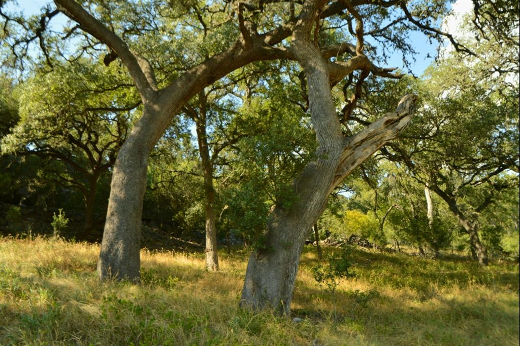 Lot 407 Palomino Spgs