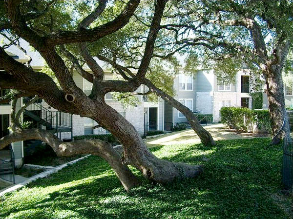 Saratoga Ridge, Austin, TX