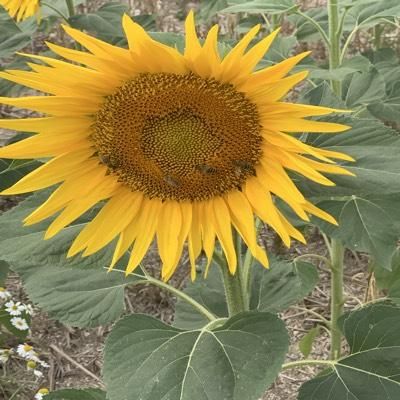 CLICK to visit Lisa Feng's Realtor® Profile Page