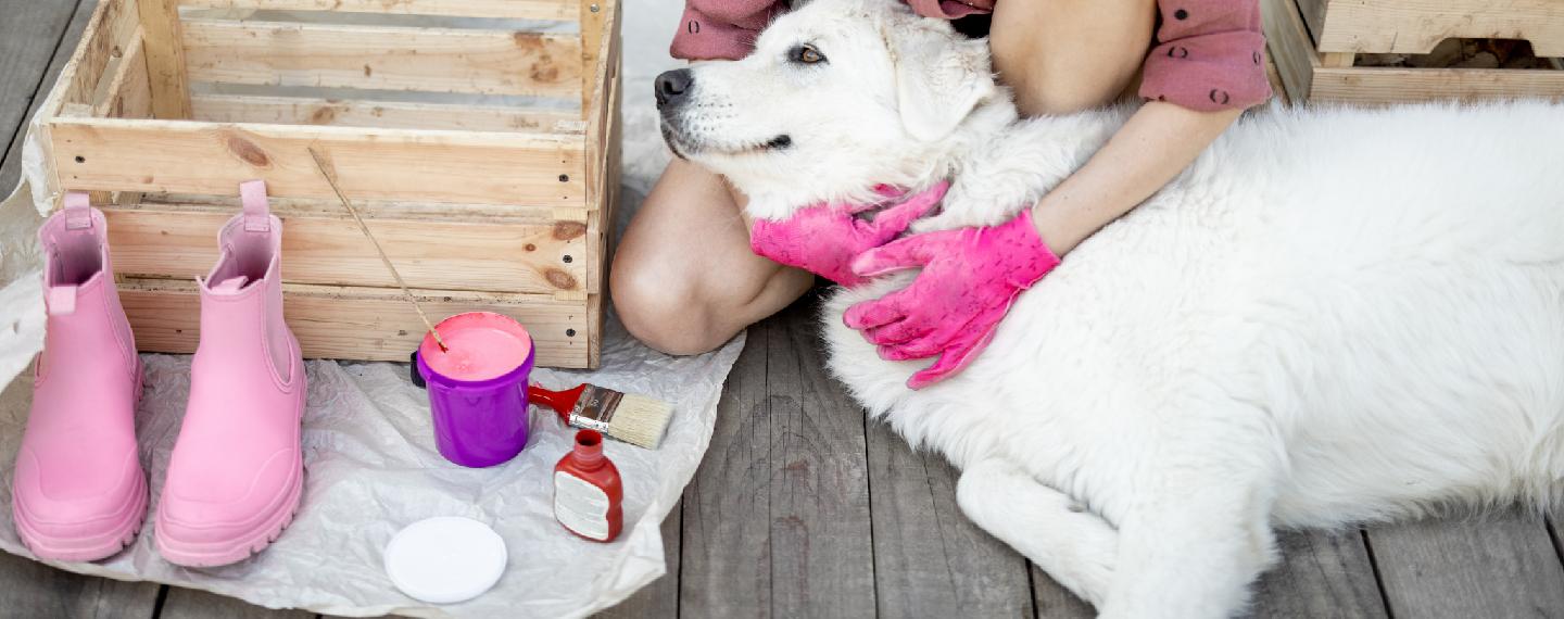 Stunning Outdoor Dog Grooming Equipment For Garage Attic Conversions image
