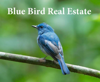 Blue Bird Real Estate logo